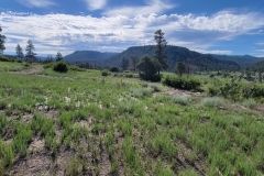 Chimney-Rock-National-Monument-NatureTrail-Field-with-flowers