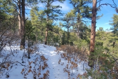 CLimax-Canyon-in-the-trees-narrow-trail