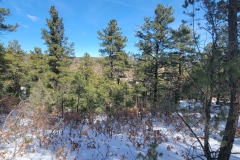 Climax-Canyon-line-of-trees