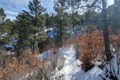 Climax-Canyon-trees-snowy-trail-and-red-bushes