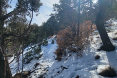 Climax-canyon-snowy-trail-through-the-trees