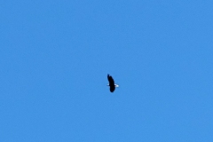 Crawford-State-Park-Bald-Eagle