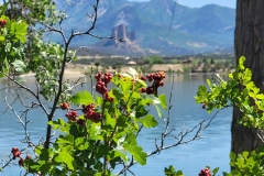 Crawford-State-Park-bushes-and-needle-rock