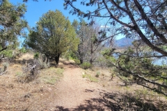 Crawford-state-Park-trail-through-trees