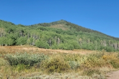 Crested-Butte-Lower-Loop-Tree-Line