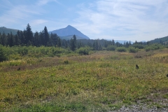 Crested-Butte-Lower-Loop-grass-then-trees