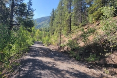 Crested-Butte-Lower-Loop-tree-covered-trail