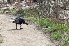 Cub-Lake-and-Pool-Loop-turkey-in-trail