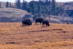 Custer-WIldlife-Loop-bison-small-group-red