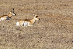 Custer-Wildlife-Drive-Pronghorn-1