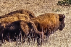 Custer-Wildlife-Loop-1st-herd-4-tight