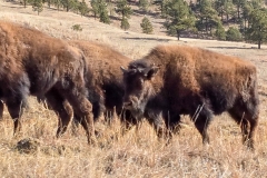 Custer-Wildlife-Loop-Bison-close-to-car