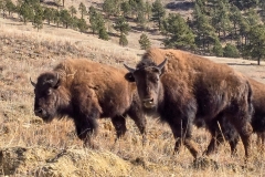 Custer-Wildlife-Loop-Cover