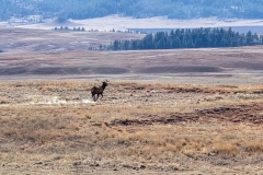 Custer-Wildlife-Loop-Elk-mid-stride
