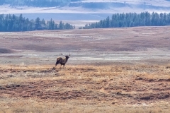 Custer-Wildlife-Loop-Elk-running-across-field