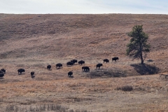 Custer-Wildlife-Loop-First-herd-of-bison