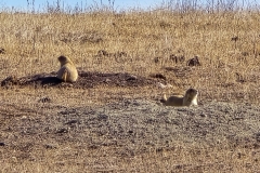 Custer-Wildlife-Loop-Prairie-Dogs
