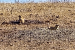 Custer-Wildlife-Loop-Prairie-dogs-2