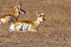 Custer-Wildlife-Loop-Pronghorn-close