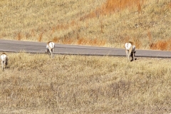 Custer-Wildlife-Loop-Pronghorn-on-road-back