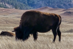 Custer-Wildlife-Loop-big-solo-bison