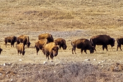 Custer-Wildlife-Loop-biggest-herd
