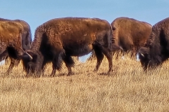 Custer-Wildlife-Loop-bison-eating-close
