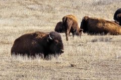 Custer-Wildlife-Loop-bison-laying-down-face-shot