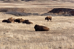 Custer-Wildlife-Loop-bison-laying-down
