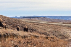 Custer-Wildlife-Loop-bison-next-to-road