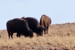 Custer-Wildlife-Loop-bison-top-of-hill-small-group