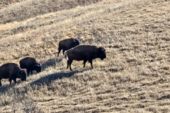 Custer-Wildlife-Loop-first-herd-4