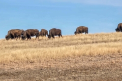 Custer-Wildlife-Loop-hilltop-herd-wide
