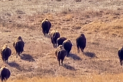 Custer-Wildlife-Loop-small-group-walking-away