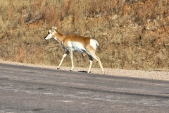 Custer-Wildlife-Loop-solo-Pronghorn-walking-away