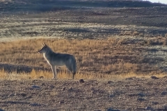 Custer-Wildlife-Loop-solo-coyote