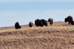 Custer-Wildlife-Loop-top-of-hill-big-group