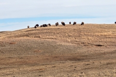 Custer-Wildlife-Loop-top-of-hill-wide-shot