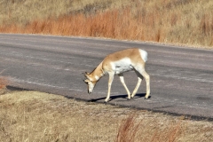 Custer-wildlife-loop-prongohorn-solo-on-road