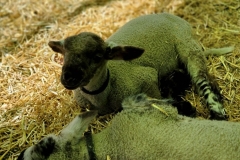 Cute-Baby-ANimals-baby-sheep-2