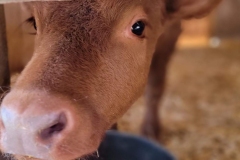 Cute-Baby-Animal-Cow-big-eyes
