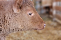 Cute-Baby-Animal-Cow-profile