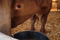 Cute-Baby-Animal-Cow-shy