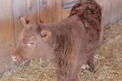 Cute-Baby-Animal-Cow-standing-close