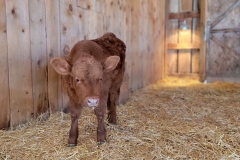 Cute-Baby-Animal-Cow-standing-in-corner