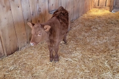 Cute-Baby-Animal-Cow-standing