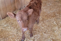 Cute-Baby-Animal-Curious-Cow