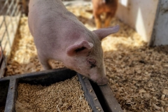 Cute-Baby-Animal-Pink-profile
