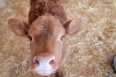 Cute-Baby-Animal-baby-cow-looking-sad