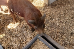 Cute-Baby-Animal-brown-piglet